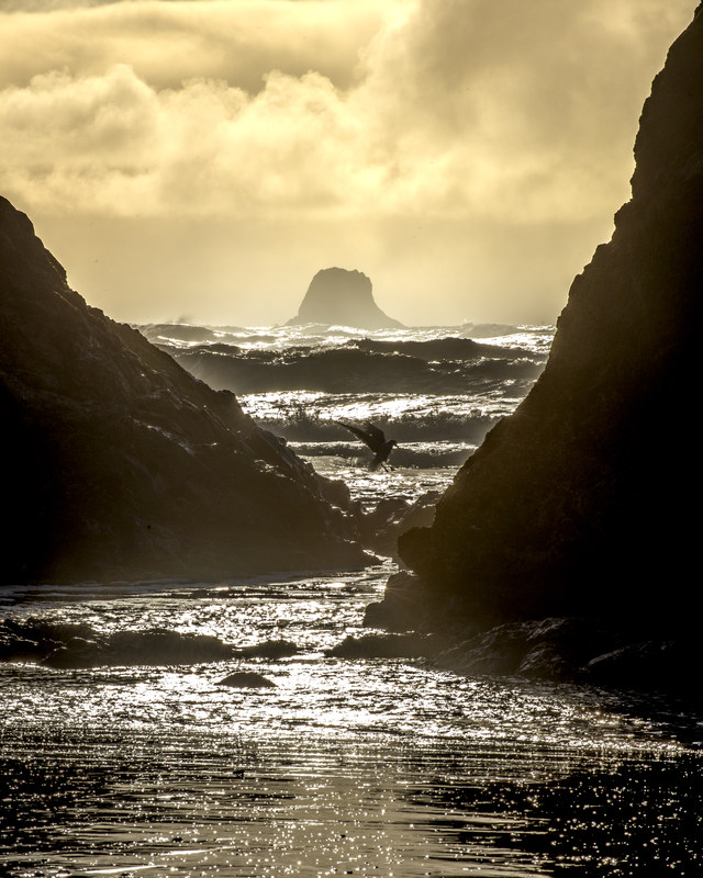 Seagull in flight through the rock formations at Ruby Beach with sea stack in background